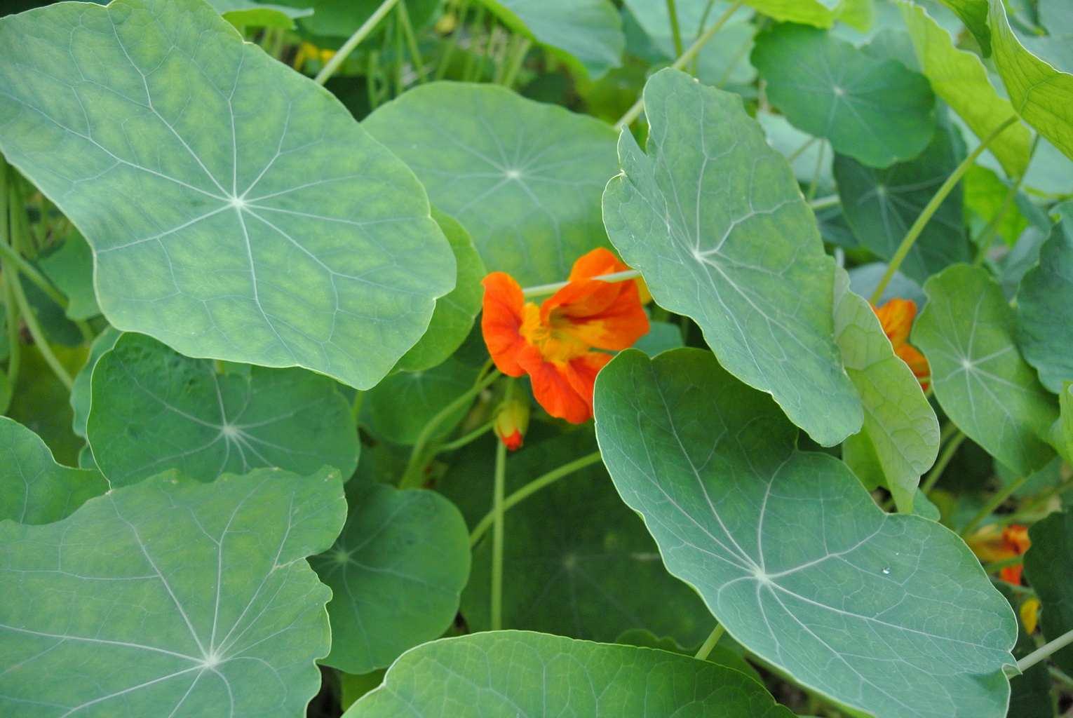 Kapuzinerkresse - Tropaeolum majus