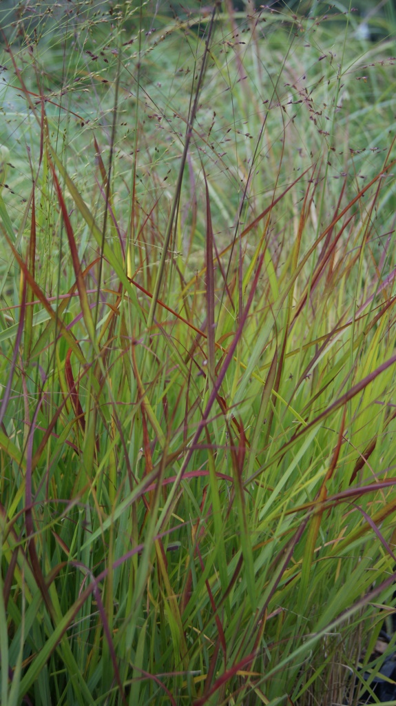 Rutenhirse, Panicum virgatum Rehbraun