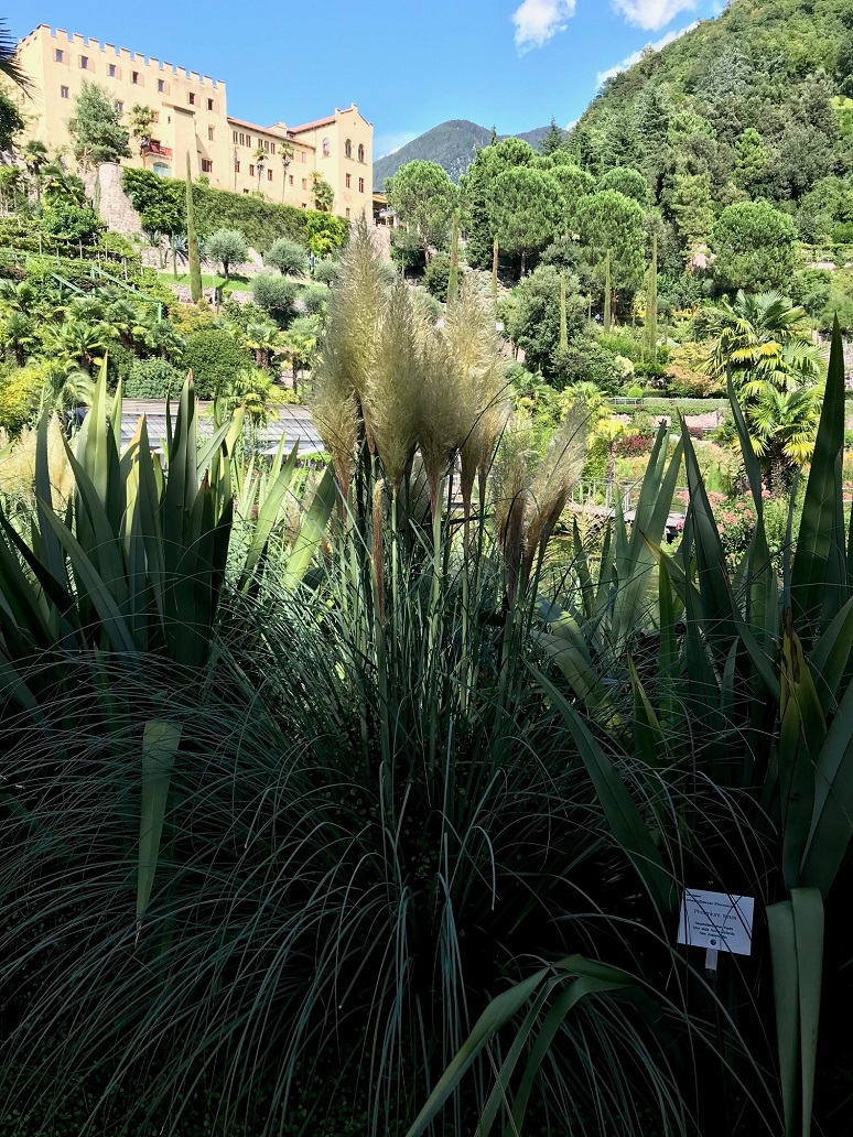 Pampasgras weiß, Cortaderia selloana