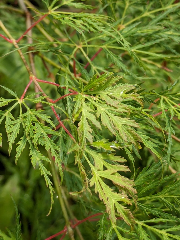 Japanischer Fächerahorn - Acer palmatum