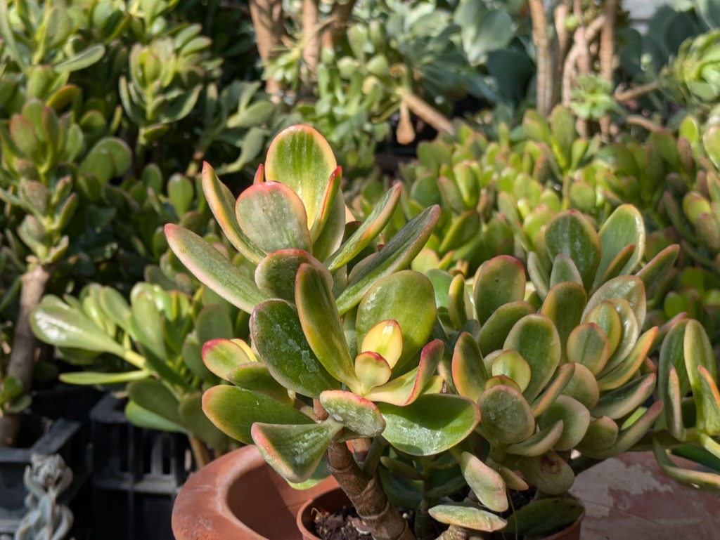 Farbiger Pfennigbaum, Crassula ovata variegata