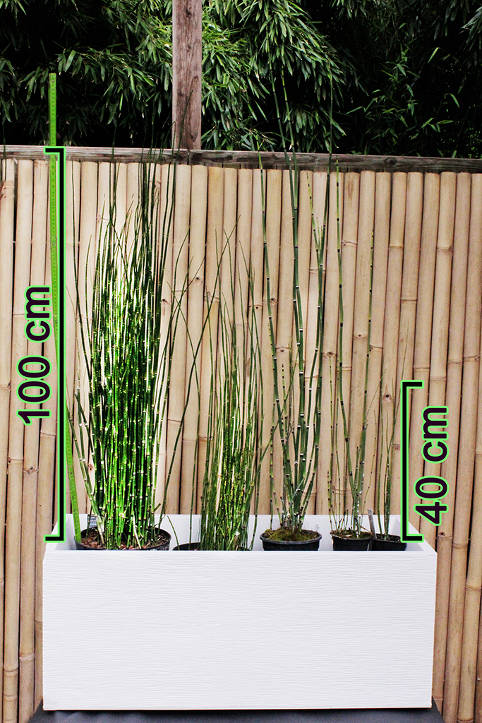 Riesenschachtelhalm, Equisetum hyemale var. robustum