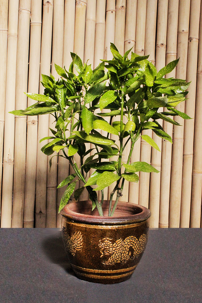 Japanische Aukube - Aucuba japonica