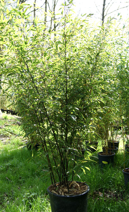 Schwarzer Bambus, Phyllostachys nigra