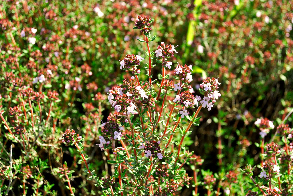 Zwergthymian, Thymus vulgaris Compactus