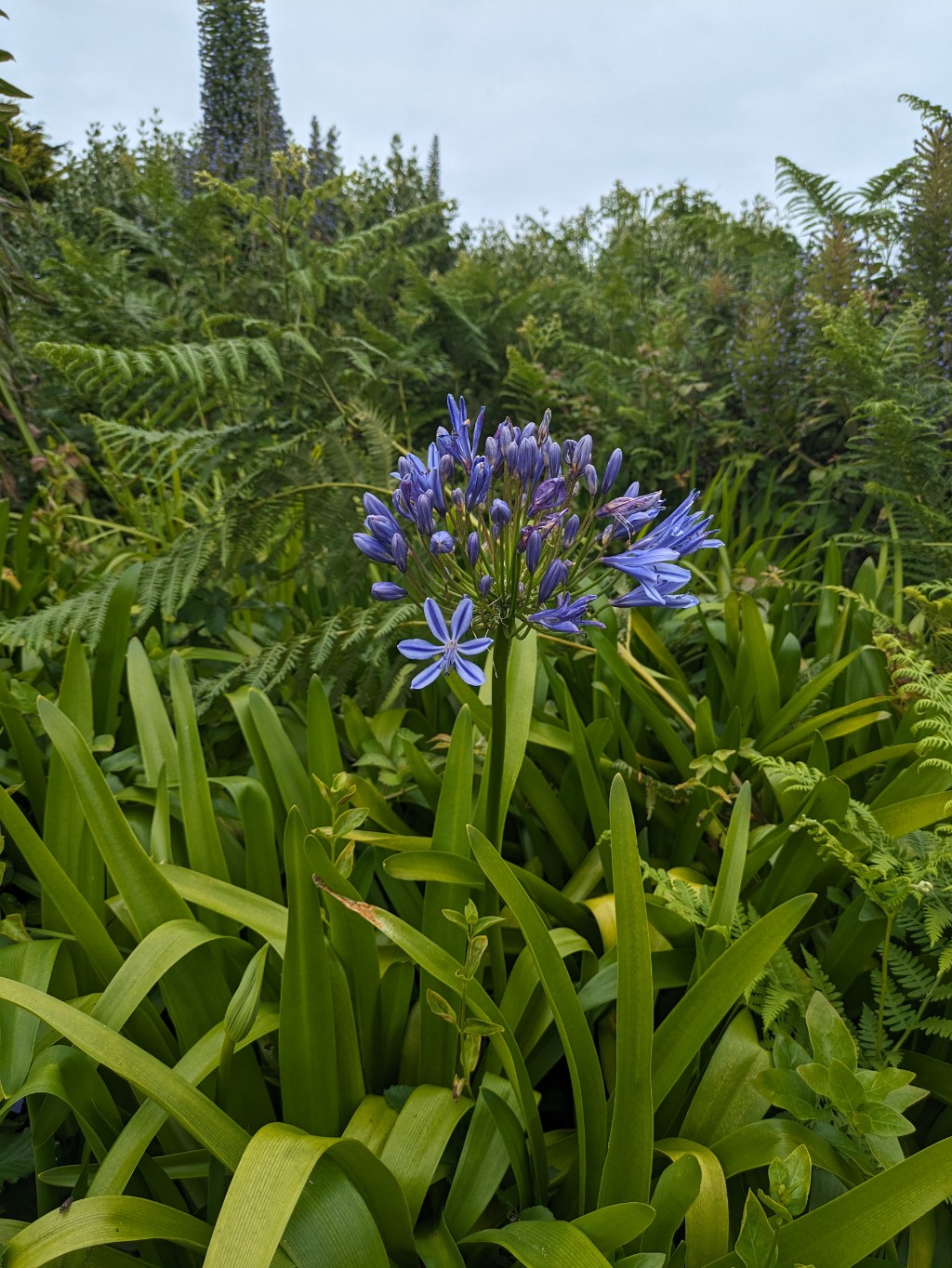 Agapanthus africanus i.S., Schmucklilie