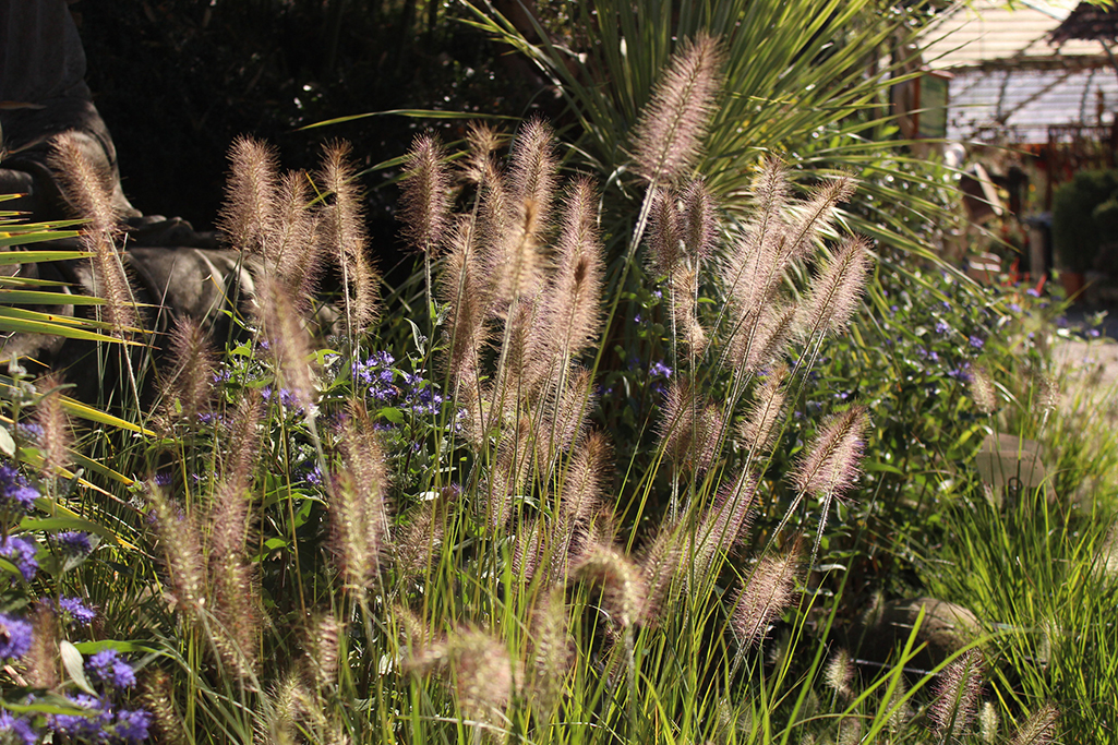 Lampenputzergras , Pennisetum alopecuroides Hameln