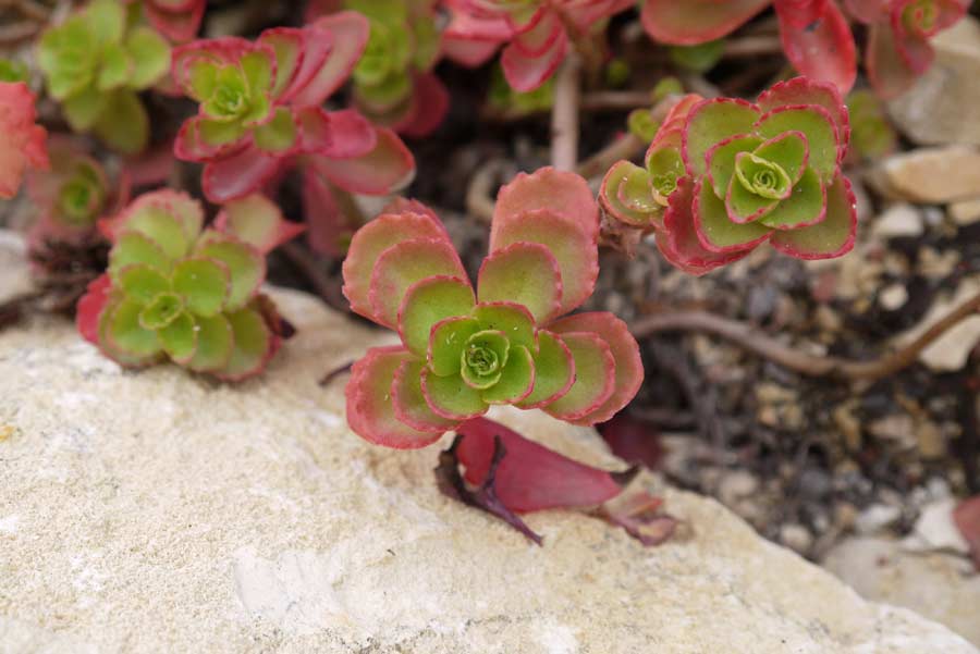 Kaukasus-Fetthenne, Sedum spurium coccineum