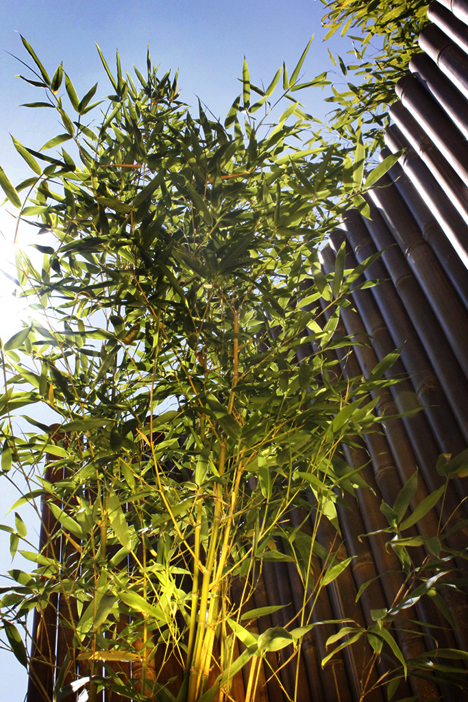 Koi Goldrohr Bambus , Phyllostachys aurea Koi