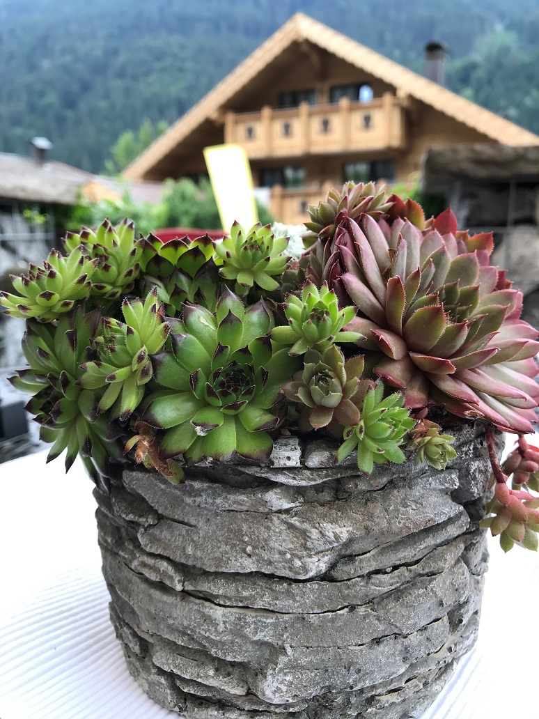 Dachwurz, Sempervivum in Sorten