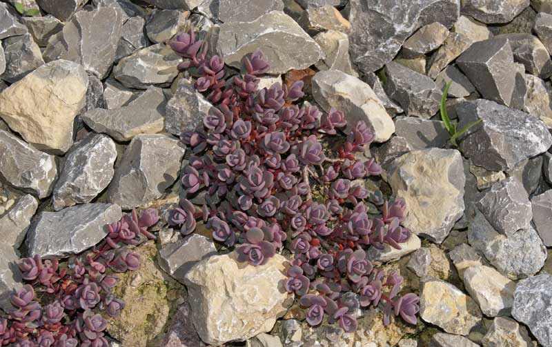 Blaugraues Fettblatt, Hylotelephium cyaneum Rosenteppich