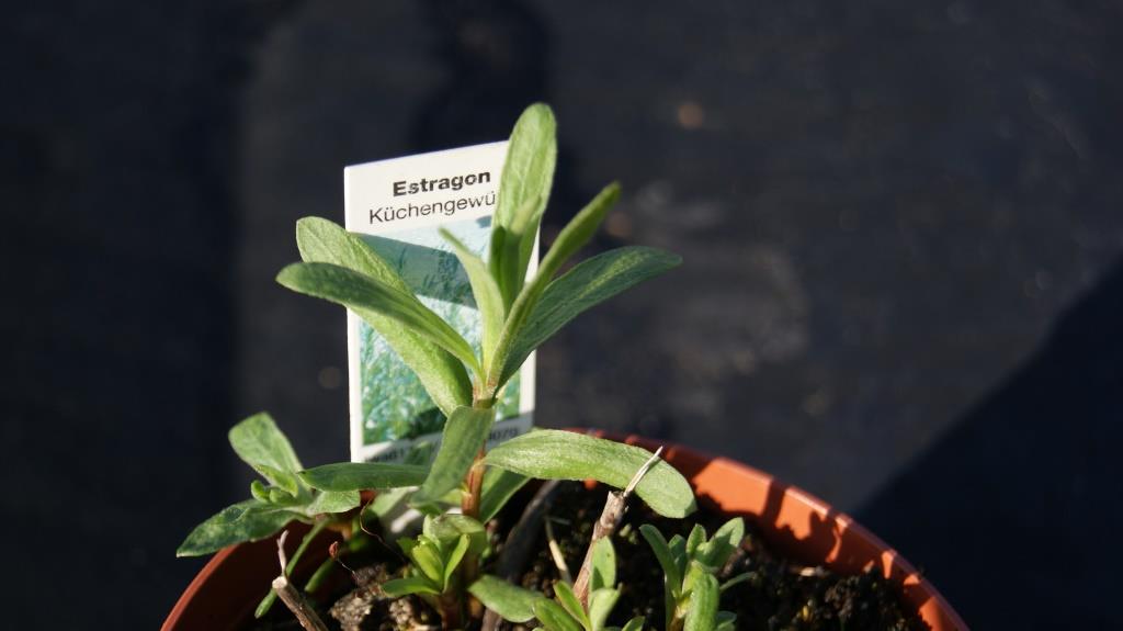 Estragon, Artemisia dracunculus