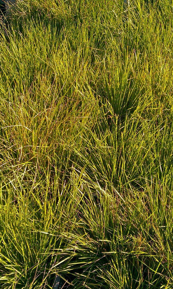 Wald-Schmiele, Deschampsia cespitosa Tardiflora