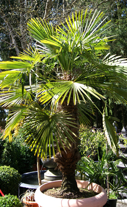 Winterharte Hanfpalme, Trachycarpus fortunei