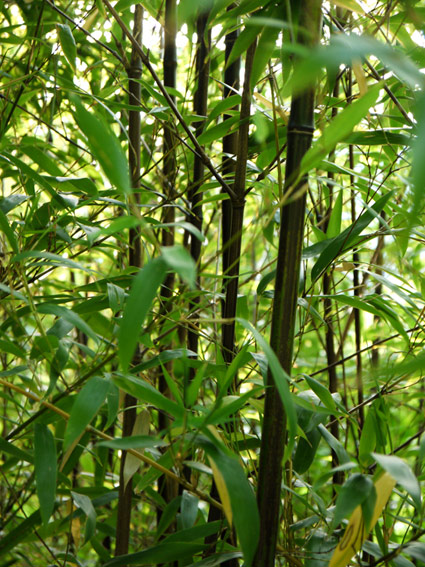 Schwarzer Bambus, Phyllostachys nigra