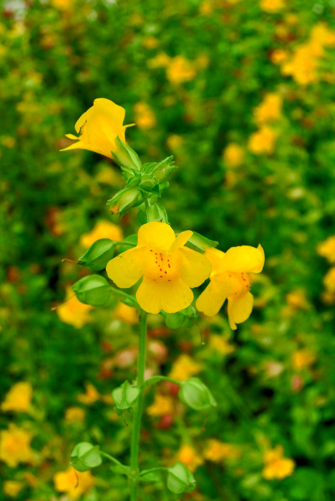 Mimulus luteus, Gauklerblume