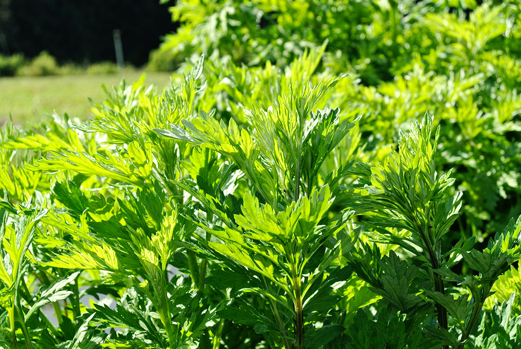 Beifuß, Artemisia vulgaris