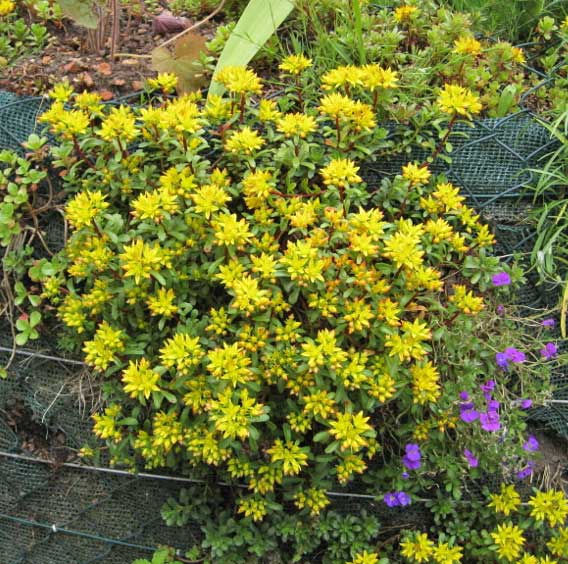 Sedum für Schatten verschiedene Sorten