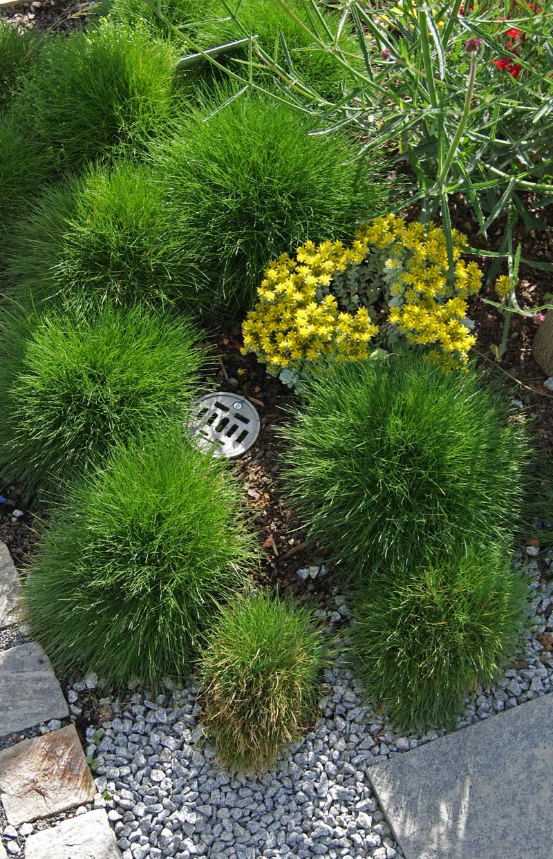 Bärenfell-Schwingel, Festuca gauteri ( scoparia)