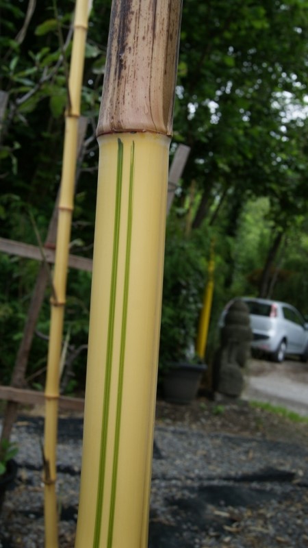 Zauber Bambus, Phyllostachys vivax Aureocaulis