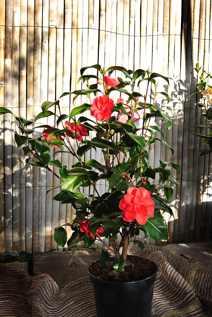 Camellia japonica rosa, Kamelien mit rosa Blüten