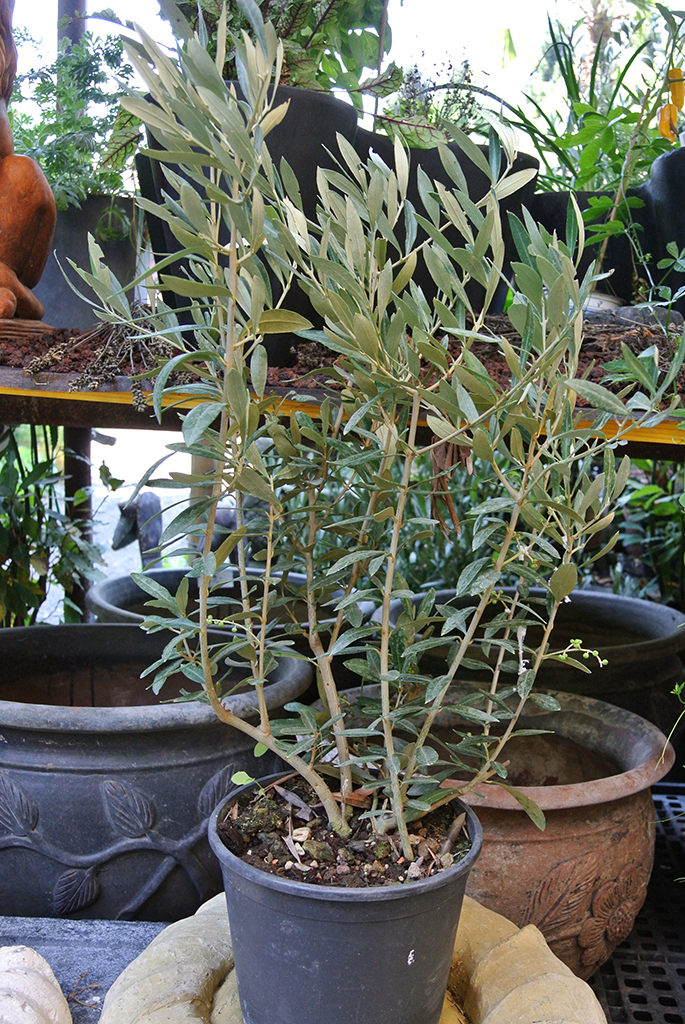 Olivenbaum Strauch, Olea europea