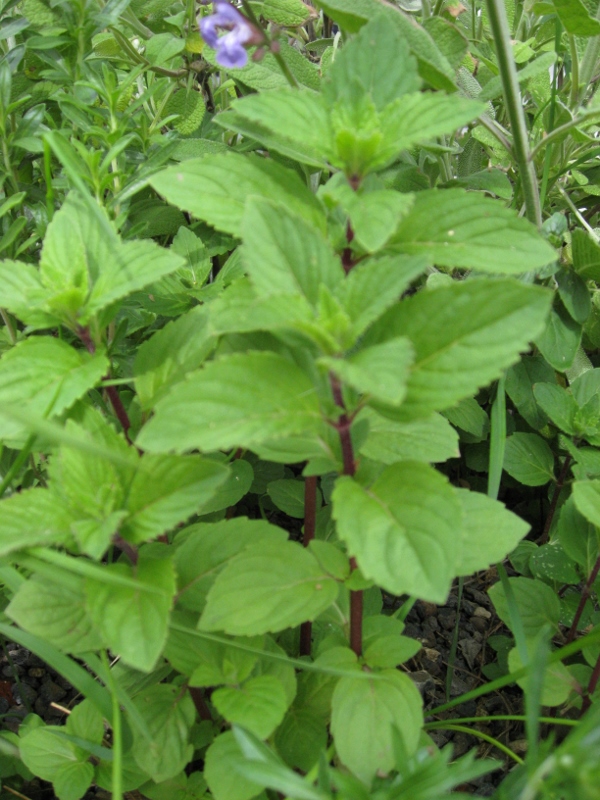 Ingwer-Minze, Mentha gentilis Variegata