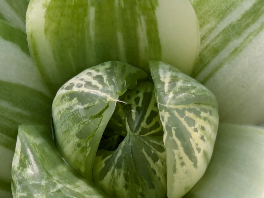 Kissen-Hawarthia, Haworthia cooperi