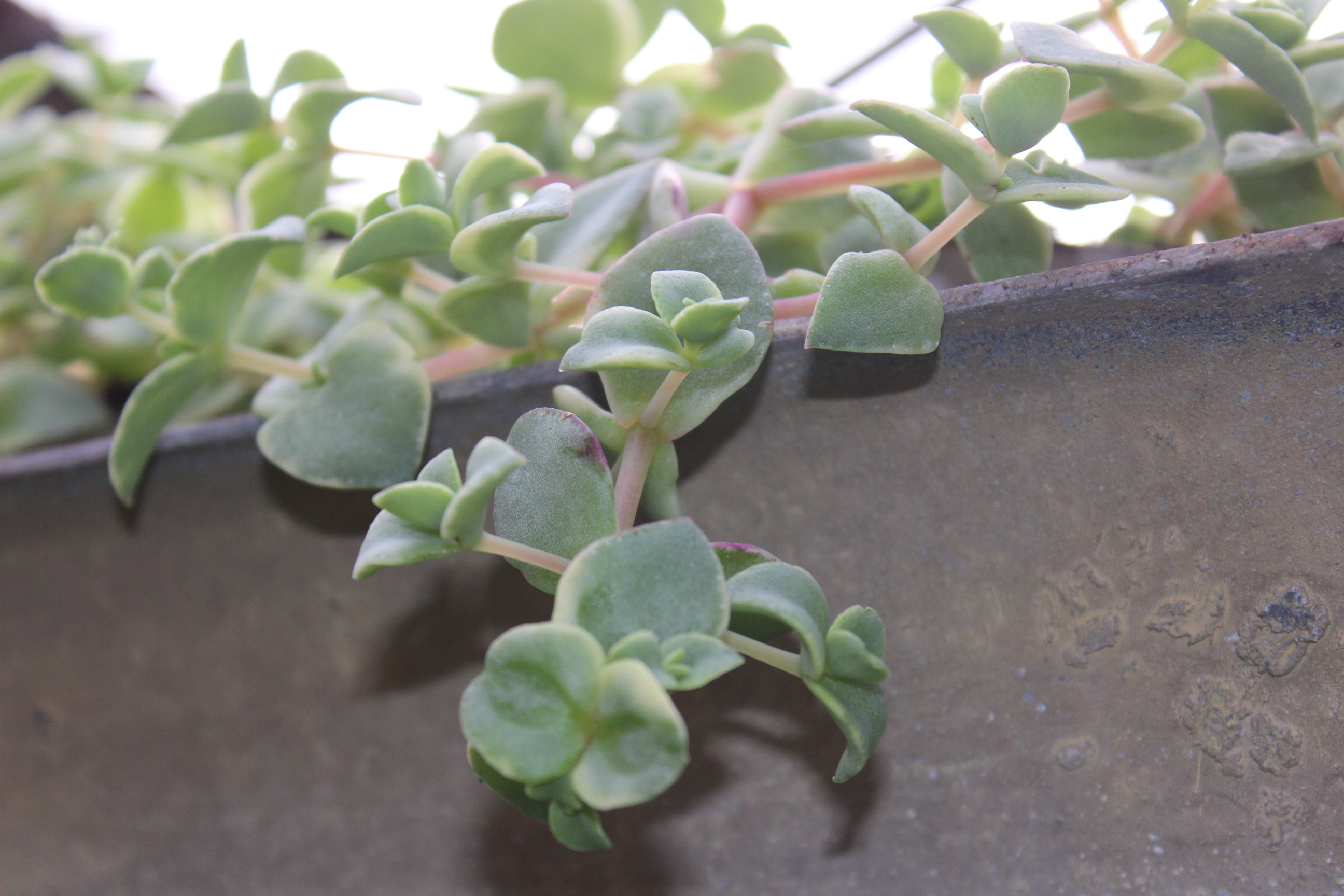 Dunkelrotes Dickblatt, Crassula pellucida ssp. marginalis