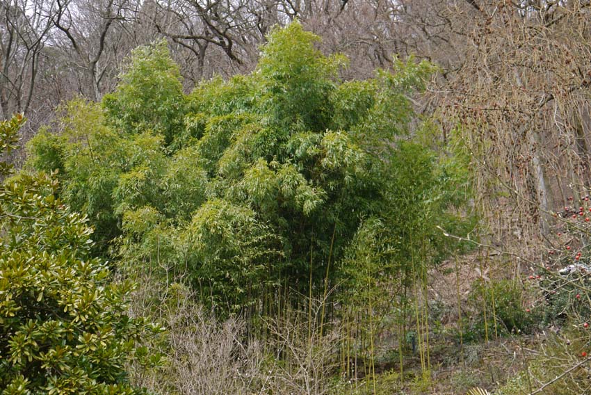 Grüner Pulver Bambus, Phyllostachys viridiglaucescens