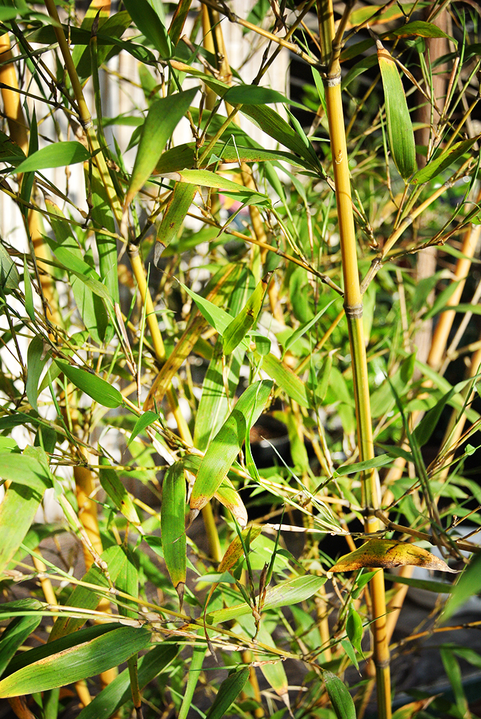 Koi Goldrohr Bambus , Phyllostachys aurea Koi