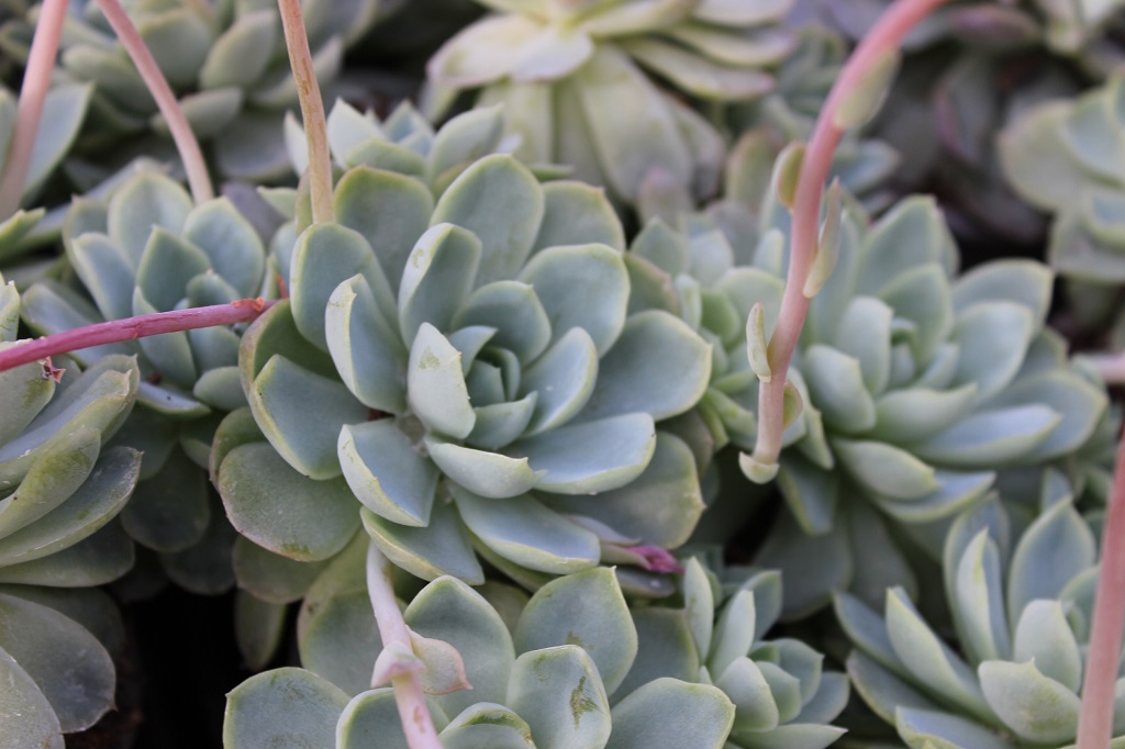 Echeveria, Fettblattrosette in 2 Sorten