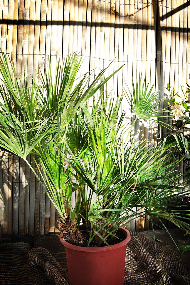 Chamaerops Humilis, Zwergpalme