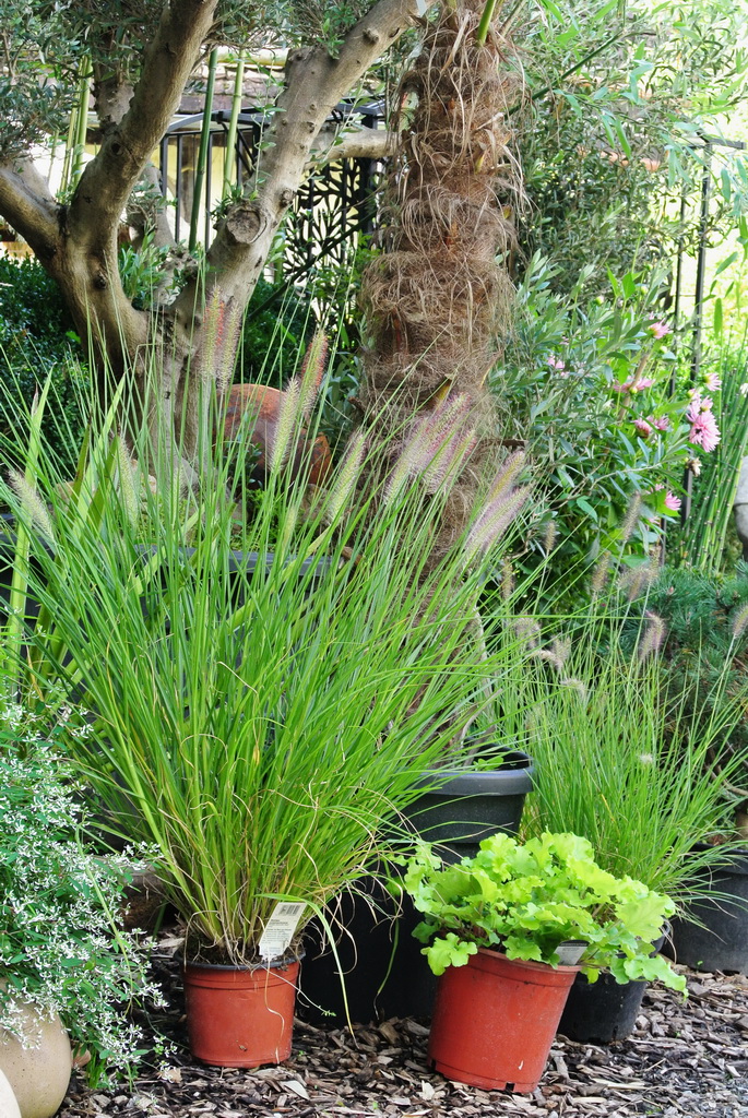 Federborstengras Compressum, Pennisetum alopecuroides compressum