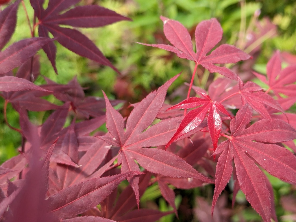 Japanischer Fächerahorn - Acer palmatum