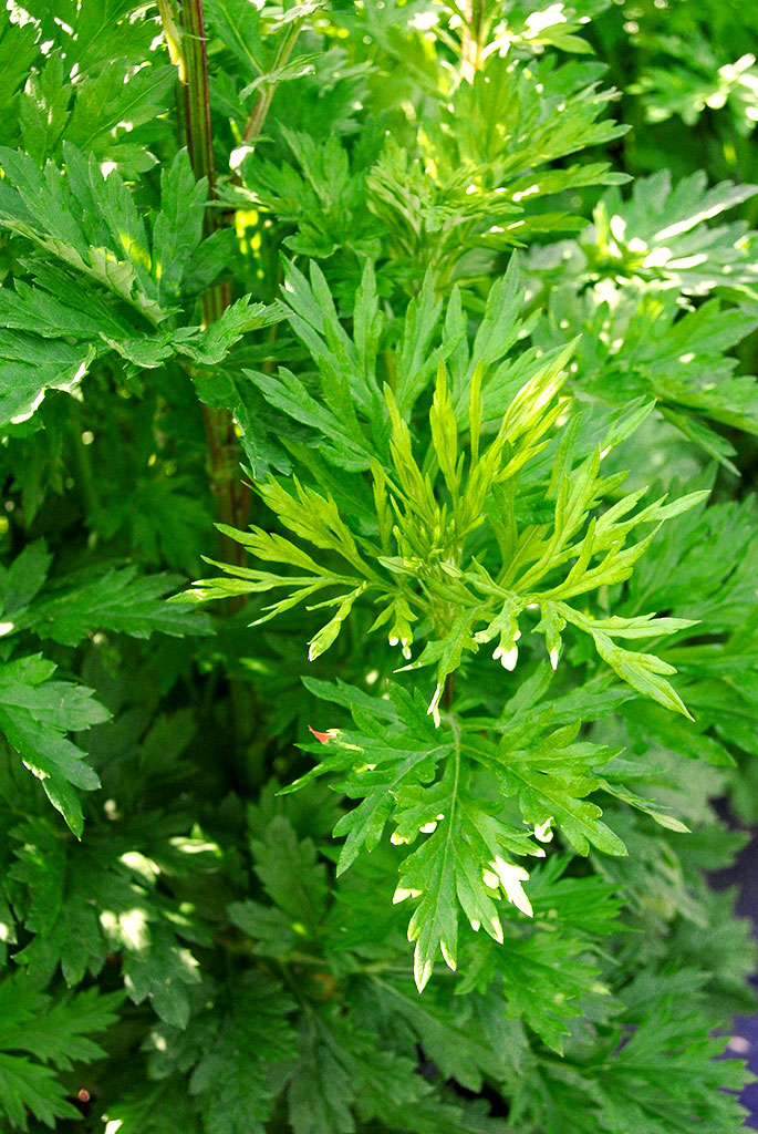 Beifuß, Artemisia vulgaris