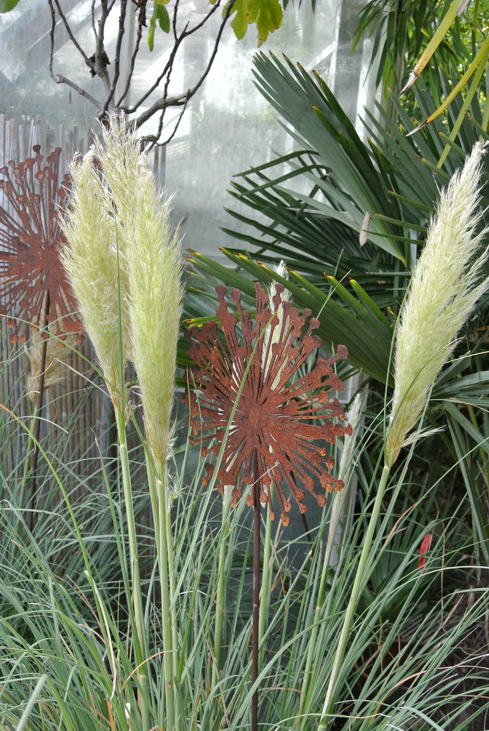 Pampasgras weiß, Cortaderia selloana