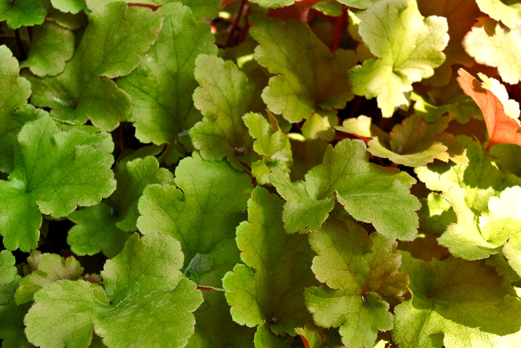 Purpurglöckchen, Heuchera micrantha Lime Marmalade