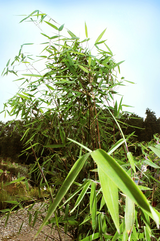 Rothalmiger Schirmbambus, Fargesia Jiuzhaigou 1