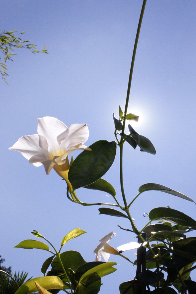 Dipladenia - Mandevilla