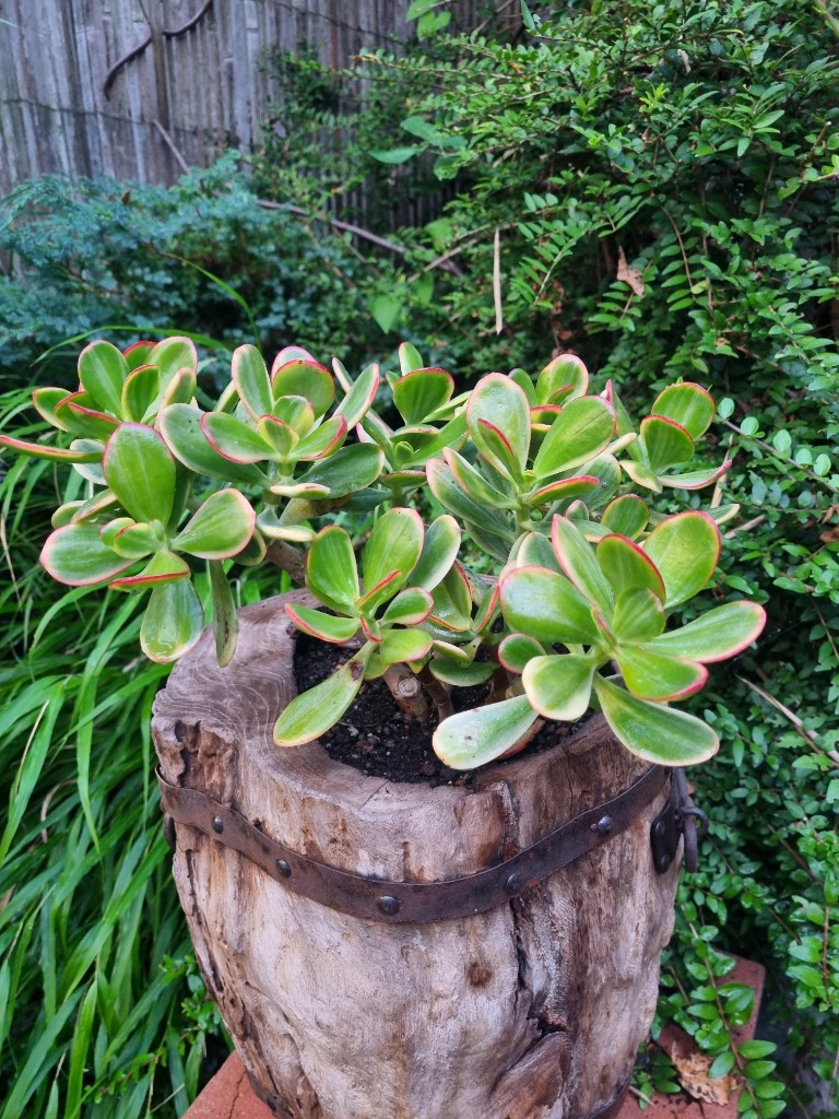 Dunkelrotes Dickblatt, Crassula pellucida ssp. marginalis