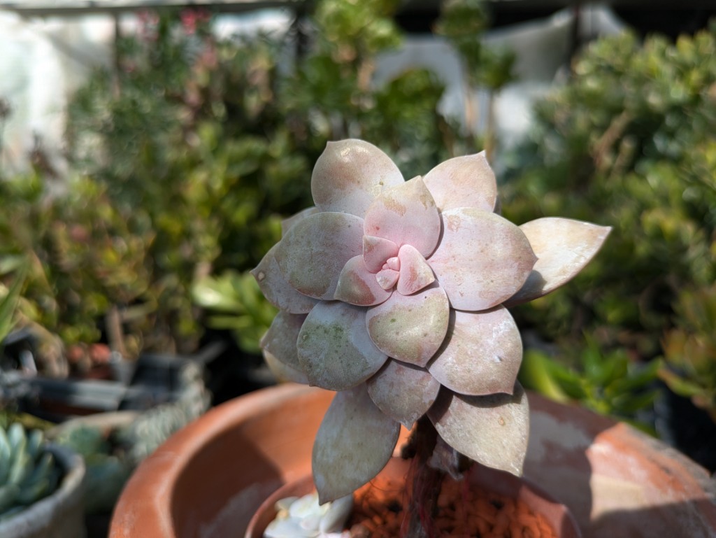 Sukkulente, Graptoveria in Sorten