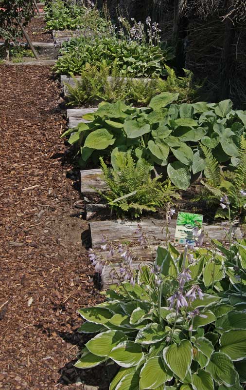 Gelbgrüne Funkie, Hosta x fortunei Gold Standard