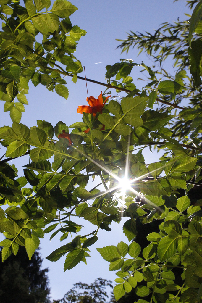 Trompetenblume - Campsis radicans