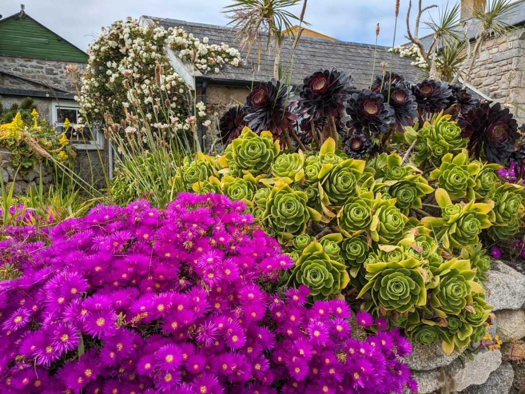 Dunkles Rosettendickblatt, Aeonium Arboreum Veleur