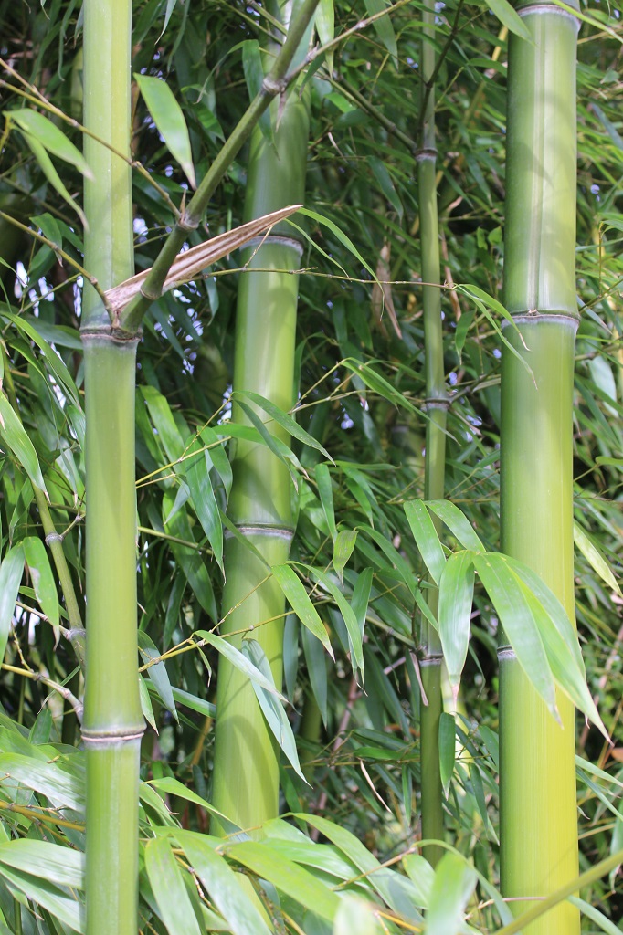 Gelber Furchen Bambus, Phyllostachys vivax Huangwenzhu