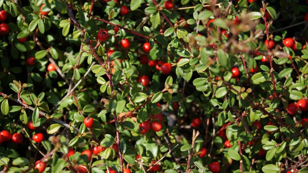 Teppichmispel, Cotoneaster dammeri radicans