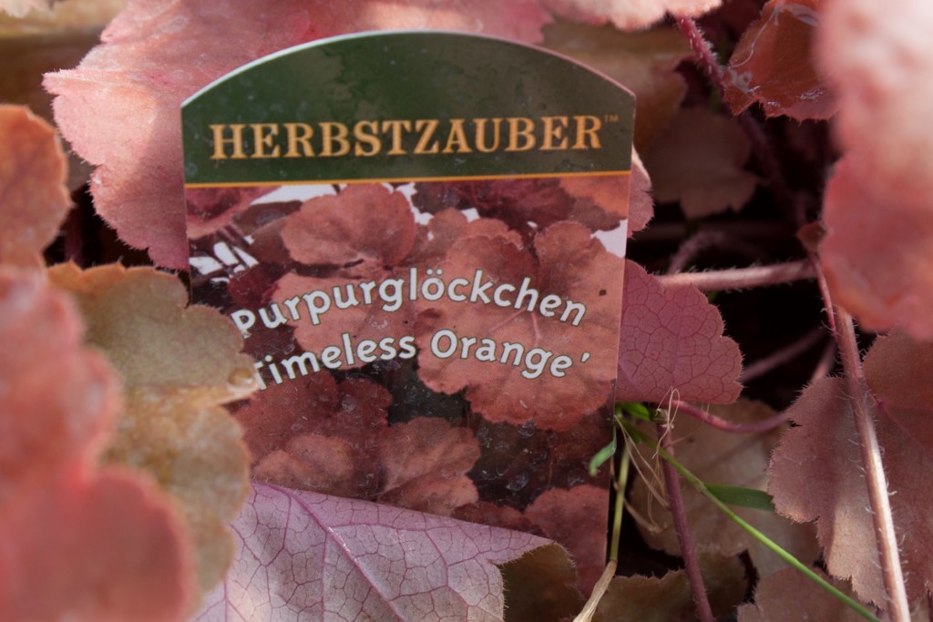 Purpurglöckchen, Heuchera Timeless Orange