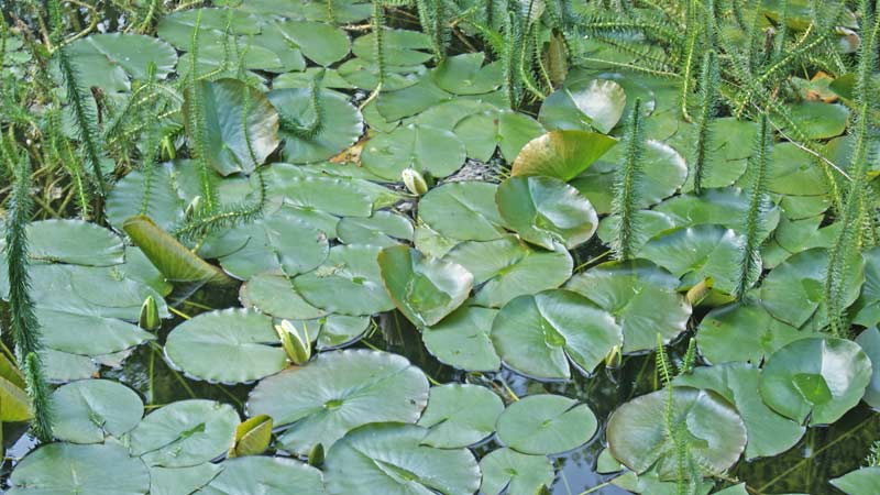 Nymphaea x cult.Heaver White, weiße Seerose