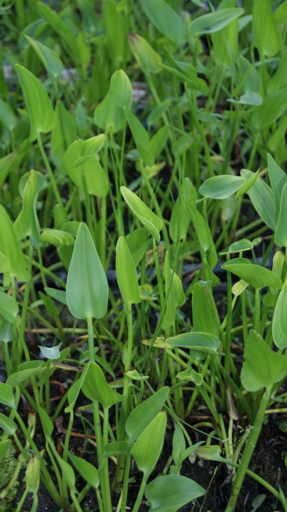 Pontederia cordata, Hechtkraut